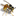 waspnestsdestroyed.co.uk
