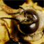 roguebeehive.com