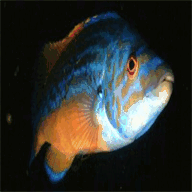 guiaespeciesmarinas.es.tl