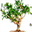 incensetrade.com