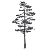 baycitygardenclub.com