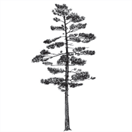 baycitygardenclub.com