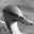 practitionersofquackery.wordpress.com
