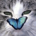 fur-and-purr.tumblr.com