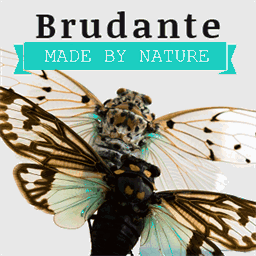 brudante.com