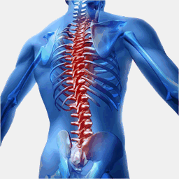 chiropractornorthbrookil.net