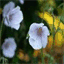 fleursetjardins.over-blog.com