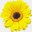 ferrariflorist.com