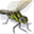 dragonflydesignprint.com