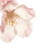 vishneva.com