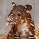 babytapirs.tumblr.com