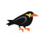 beo-software.in