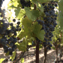 heartbreakgrape.com