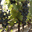 heartbreakgrape.com