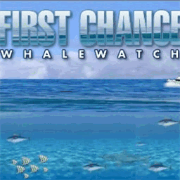 firstchancewhalewatch.com