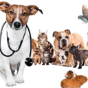 veterinariaeltoro.com