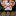 flamevanservice.com