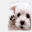abcpetsanramon.com