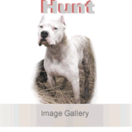 dogoargentinobodrum.tr.gg