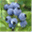 brightsideblueberries.com
