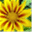 trinitynursery.com