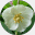 mayapple.org