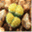 scrapbooklithops.com