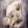 saveourwolves.wordpress.com
