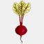 thevibrantbeet.com