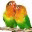 juallovebirdternak.wordpress.com