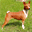 basenji-lis.narod.ru