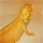dragonsbarbusaian.over-blog.com