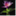 tantawanbloom.wordpress.com