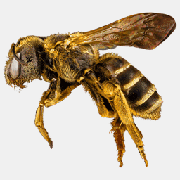 bees.org.au