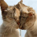 denverhomeandpetsitting.com