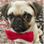 theclassydog.wordpress.com