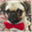 theclassydog.wordpress.com