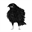 dawningcrow.com
