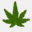 mmj-express.net