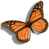 butterflyonmyshoulder.ca