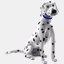 spottydogsoftware.co.uk