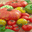 12tomatoes.com