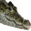 crocodilians.eu