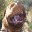 cagedoguedebordeaux.wordpress.com