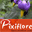 orchidees-sauvages.pixiflore.com