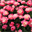 helenshalsocenter.se