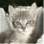 thesecondchancekitten.wordpress.com