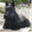 scottiechat.wordpress.com