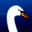 swandigital.com