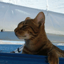 yachtcats.net